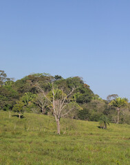 tree in the mountains