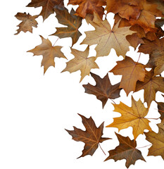 Obraz premium PNG Autumn maple leaves leaf background slate.