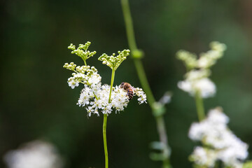 Honeybee collecting nectar on meadowsweet, Germany, Augsburg