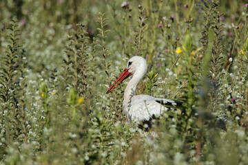 white stork in the grass