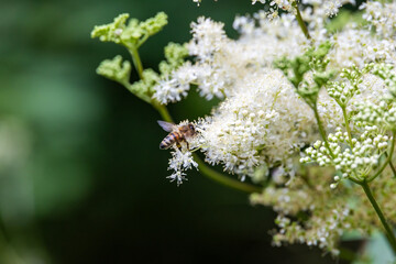 Honeybee on meadowsweet flowers, Germany