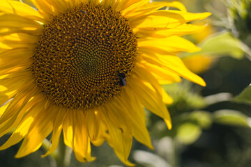 sunflower in the field
