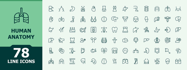 Human Anatomy icon set. Minimalist vector collections. Contains such symbols as biology, man, health, medical. Vector artwork and illustration. Anatomy icon set.
