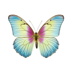 Realistic isolated butterfly, spring colored butterfly, insect