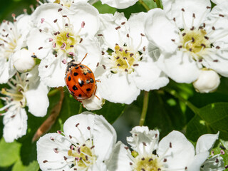 Red ladybag on the white wild flowers of a plant in the garden