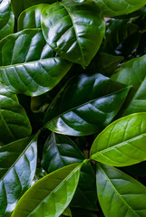 green leaves background