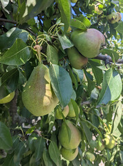 Close-up of pears hanging from a tree branch. Green fruits with a slight reddish or brown blush are surrounded by lush foliage