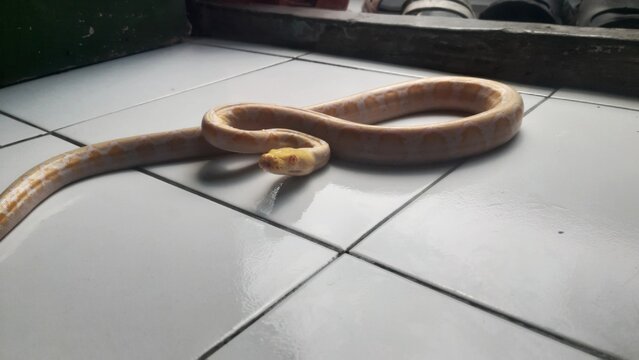 The reticulated python is a non-venomous species of amelanistic snake.