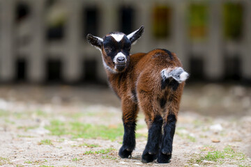 Newborn Pygmy goat in his enclosure in an educational farm. Capra hircus, Domaine de Pescheray, Sarthe 72, Région Pays de la Loire, France, European Union, Europe