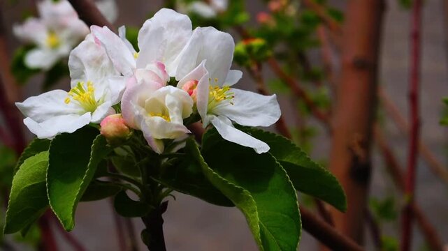 Beautiful apple buds close-up with pink border on dark background, with big green leaves, branches swaying in the wind. Beauty of natural botanical spaces. Video footage 25 fps