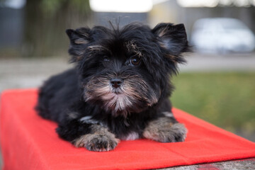 A Yorkshire Terrier puppy is lying on a red rug in nature.