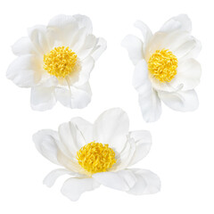 Bright white peony flower with a vibrant yellow center. Captures elegance and natural beauty with...