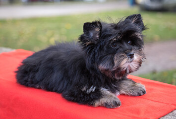 A Yorkshire Terrier puppy is lying on a red rug in nature.