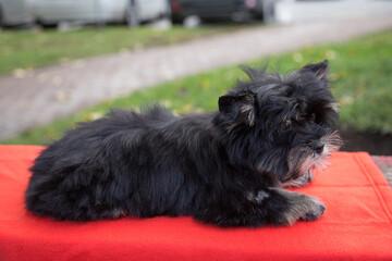 A Yorkshire Terrier puppy is lying on a red rug in nature.