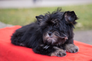 A Yorkshire Terrier puppy is lying on a red rug in nature.