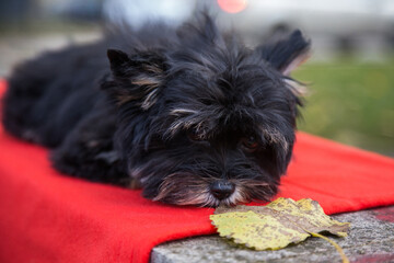A Yorkshire Terrier puppy lies on a red rug in nature and sniffs a yellow leaf that has fallen from a tree.