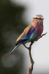 Rollier à longs brins, Afrique du sud