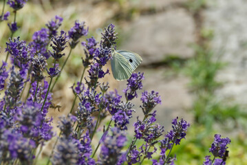 Large white butterfly (Pieris brassicae) perched on lavender in Zurich, Switzerland