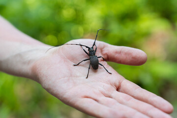 Big black beetle close-up