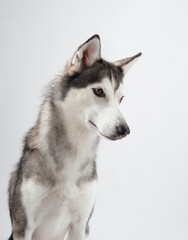 A close-up view of a Siberian Husky against a white background, highlighting its thick fur and...
