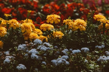 red and yellow flowers in a garden