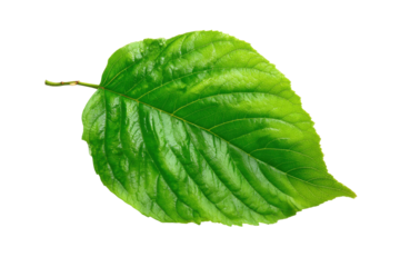 Close-up of a vibrant green leaf nature photography outdoor. Isolated on transparent background, png.