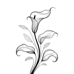 lily flower isolated on white