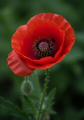 Vibrant Red Poppy Flower - Close-up of a single red poppy flower with a blurred green background. Shows delicate petals and center detail