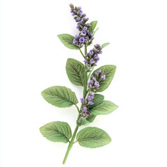 Delicate purple flowers and green leaves on a white background