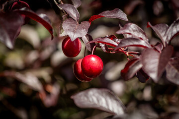 red berries on a branch