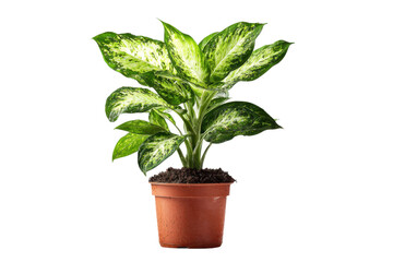 Lush green potted plant indoor home decor natural environment close-up. Isolated on transparent background, png.