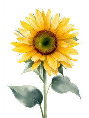 Fototapeta premium Sunflower Illustration: Vibrant Yellow Botanical Art with Green Leaves for Decorative Yard Garden Design