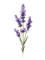 Obraz premium Lavender Flower: Botanical Plant in Nature's Aromatic Purple Garden