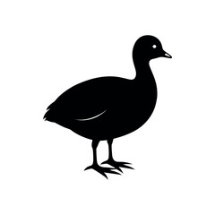 Obraz premium A coot Bird's silhouette art vector illustration.