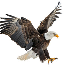 Obraz premium Majestic Bald Eagle in Flight A Moment of Grace and Power