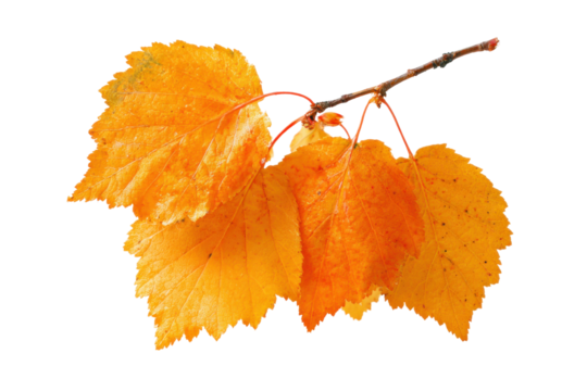 Autumn leaves falling nature photography isolated close-up. Isolated on transparent background, png.