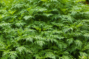 Kenikir (Cosmos) in Indonesia is made as a vegetable. In Malaysia, young leaves are eaten raw with rice, or chopped and mixed with budu, chili paste, tempoyak, and cincalok.