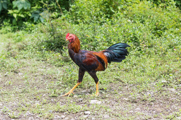 The Ayam Kampung is the chicken breed reported from Indonesia. The name means  literally village chicken. In Indonesia, indigenous chickens that are raised using traditional free range production