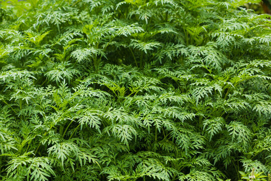 Kenikir (Cosmos) in Indonesia is made as a vegetable. In Malaysia, young leaves are eaten raw with rice, or chopped and mixed with budu, chili paste, tempoyak, and cincalok.
