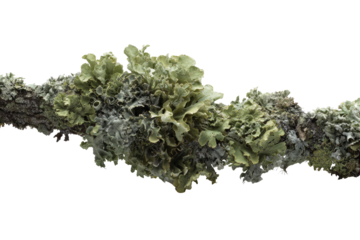 Close-up of lichen clusters on a branch.  Textured, light-green, and grayish-white lichen formations cling to a horizontal, dark-brown branch