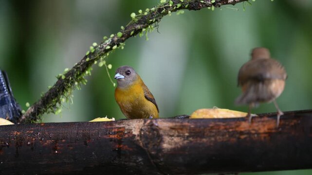 The female of the scarlet-rumped tanager, Ramphocelus passerinii