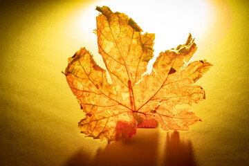Hoja seca de abedul con luz trasera dando relieve a la hoja.
