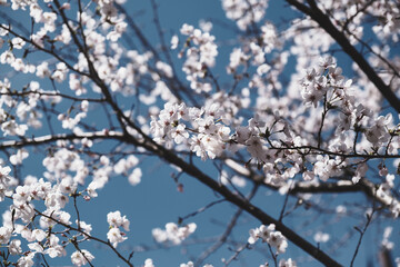 春の到来を告げる！満開の桜、京都、日本