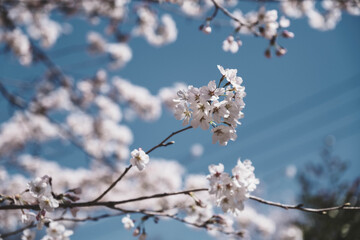 春の到来を告げる！満開の桜、京都、日本