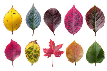 Obraz premium Vibrant autumn leaves display natural setting close-up view nature. Isolated on transparent background, png.