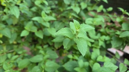 Lantana montevidensis foliage close-up for garden design and botanical study. Verbenaceae. Purple lantana or trailing shrubverbena