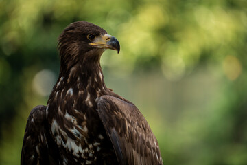 White tailed eagle