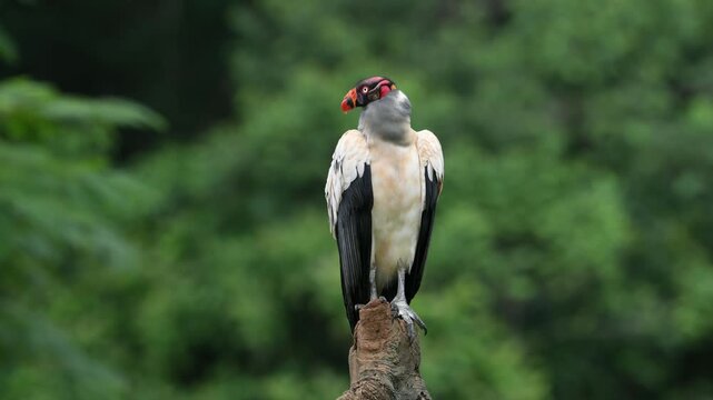 The king vulture, Sarcoramphus papa, is a large bird vulture family Cathartidae