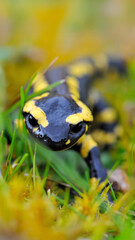 Female Speckled salamander advancing on the bank of a pond. Salamandra salamandra, Touraine, Indre et Loire 37, région Centre Val de Loire, France, European Union, Europe