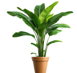Lush green tropical plant in a terracotta pot against a solid transparent background
